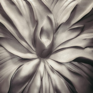 blossoming flower on the wall